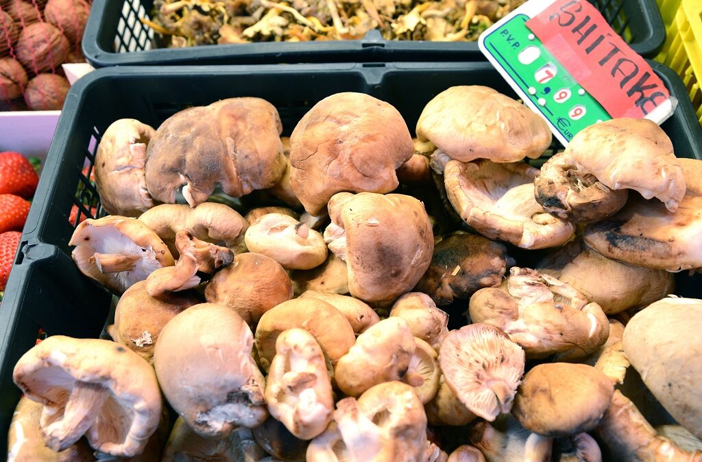 Setas, un complemento contra el cáncer